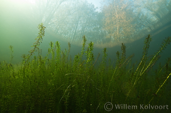 Smalle waterpest ( Elodea nuttallii ) .