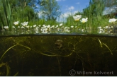 Water Crowfoot