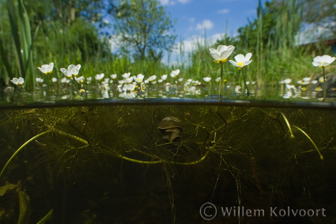 Water Crowfoot