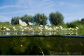 Water Crowfoot
