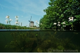 Water violet (Hottonia palustris )