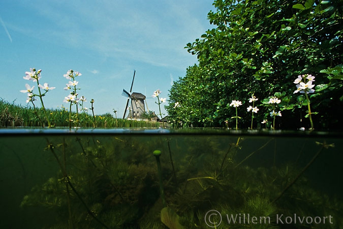 Water violet (Hottonia palustris )