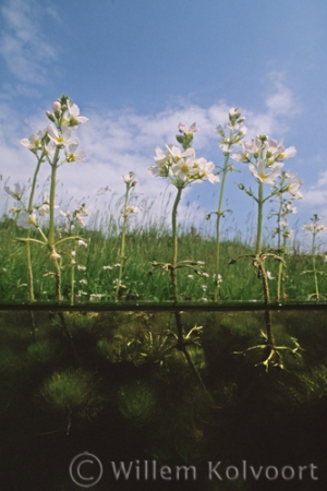 Water Violet ( Hottonia palustris )