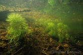 Water Violet ( Hottonia palustris )