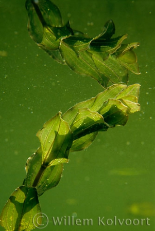 Doorgroeid fonteinkruid ( Potamogeton perfoliatus ).