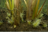 Bulrush roots ( Typha latifolia )