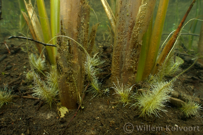 Adventief wortels lisdodde ( Typha latifolia ).
