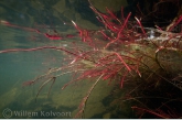 Roots