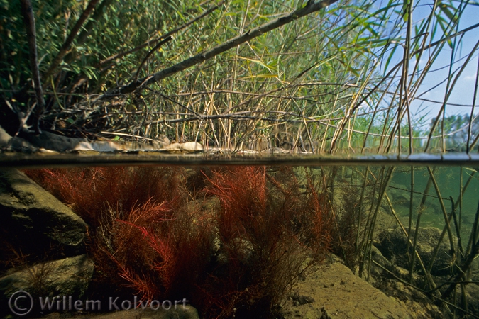 Roots of the Willow tree