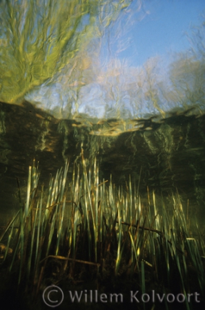  Sedge ( Carex spec. )