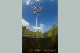 Flowering Rush ( Butomus umbellatus )