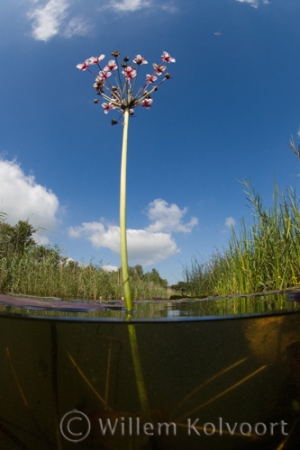 Zwanenbloem ( Butomus umbellatus ).
