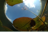 Flowering Rush ( Butomus umbellatus )