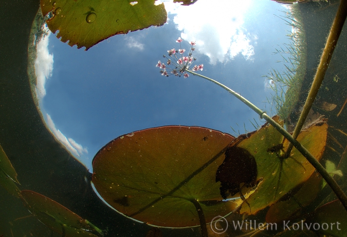Zwanenbloem ( Butomus umbellatus ).
