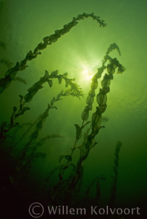 Doorgroeid fonteinkruid ( Potamogeton perfoliatus ).