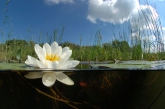 Aquatic plants