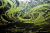 Algae on the watersurface