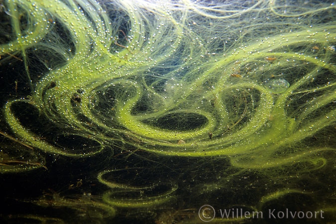 Algae on the watersurface