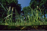 Kleine egelskop ( Sparganium emersum ) .