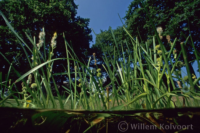 European Bur-reed ( Sparganium emersum )