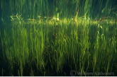 European Bur-reed ( Sparganium emersum )