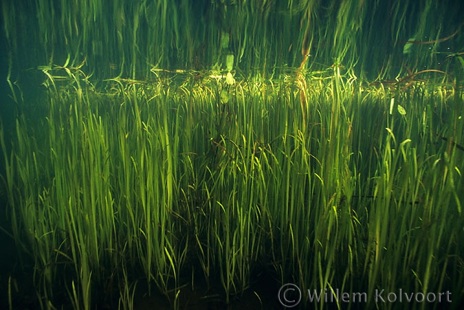 European Bur-reed ( Sparganium emersum )