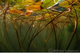 Floating Pondweed ( Potamogeton natans )