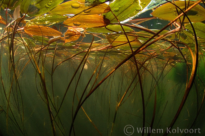 Drijvend fonteinkruid ( Potamogeton natans ).