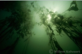 Shining pondweed ( Potamogeton lucens )