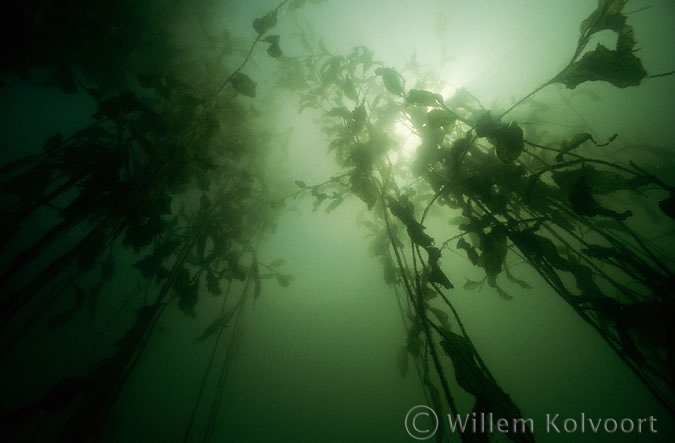 Shining pondweed ( Potamogeton lucens )