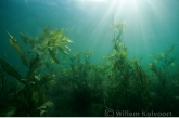 Shining pondweed ( Potamogeton lucens )