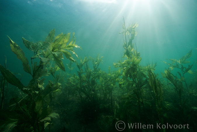 Glanzig fonteinkruid ( Potamogeton lucens ).