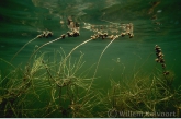 Fennel Pondweed ( Potamogeton pectinatus )