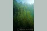 Fennel Pondweed ( Potamogeton pectinatus )