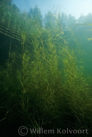 Schedefonteinkruid ( Potamogeton pectinatus ).