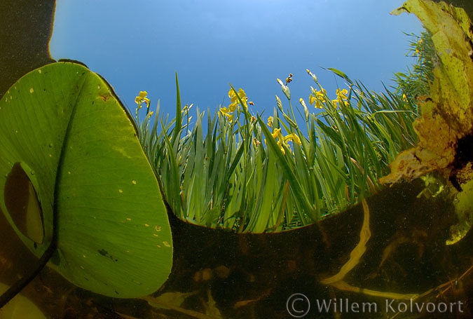 Yellow iris ( Iris pseudacorus )