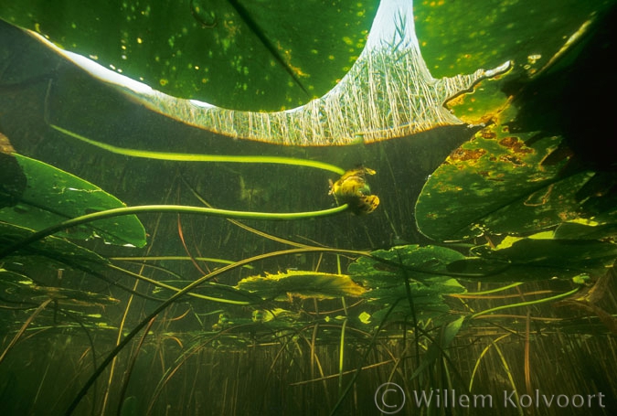 Gele plomp ( Nuphar lutea ) en mattenbies ( Schoenoplectus lacustris ).