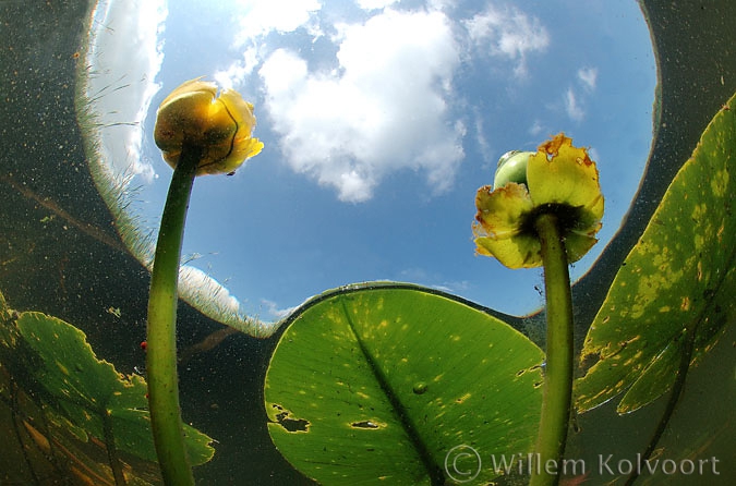 Yellow water-lily ( Nuphar lutea )