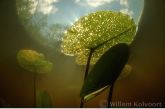 Gele plomp ( Nuphar lutea ) bewerkt door bladmineerders.