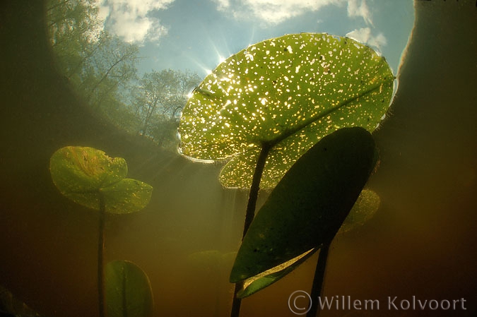 Gele plomp ( Nuphar lutea ) bewerkt door bladmineerders.