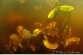 Gele plomp ( Nuphar lutea ) in de Weerribben.