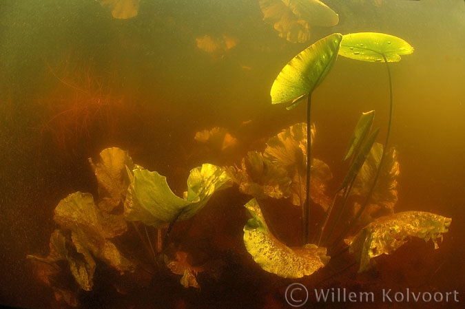 Gele plomp ( Nuphar lutea ) in de Weerribben.