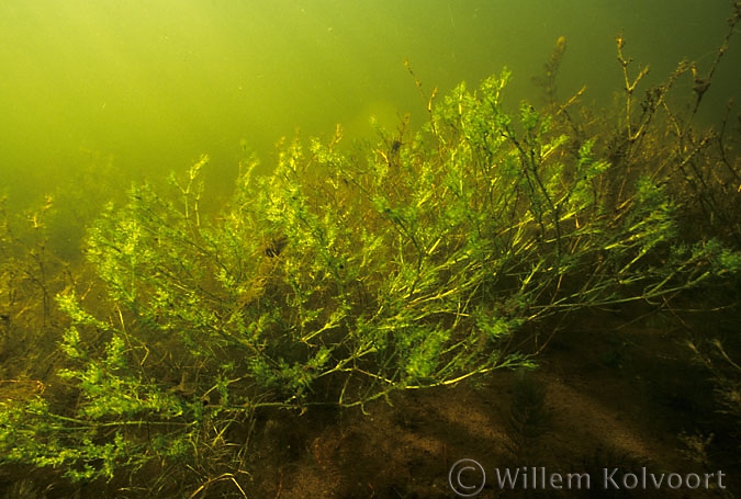 Groot nimfkruid ( Najas marina ).