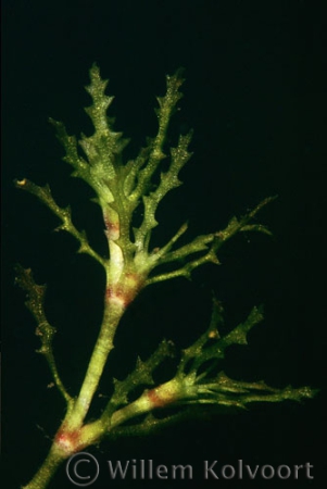 Groot nimfkruid ( Najas marina )  close-up.