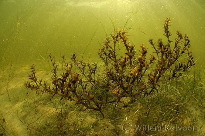 Spiny naiad ( Najas major )