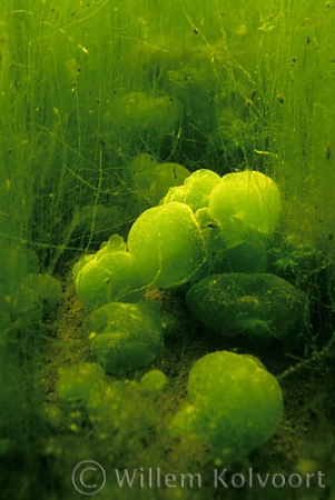 Algae 