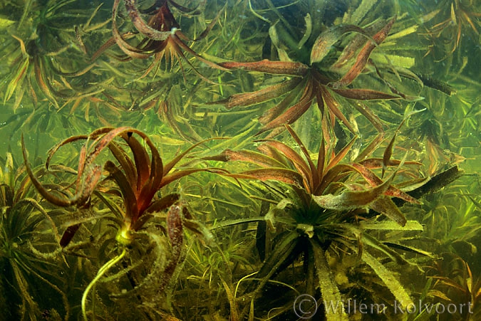 Water soldier ( Stratiotes aloides )