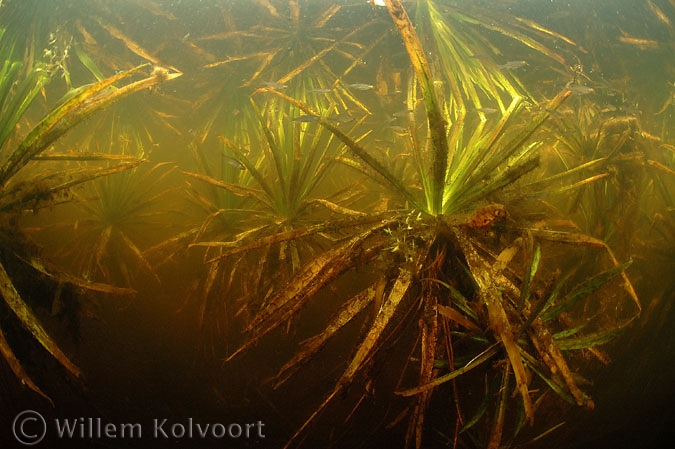 Krabbenscheer ( Stratiotes aloides ) en voorntjes.