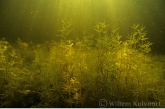 Stonewort