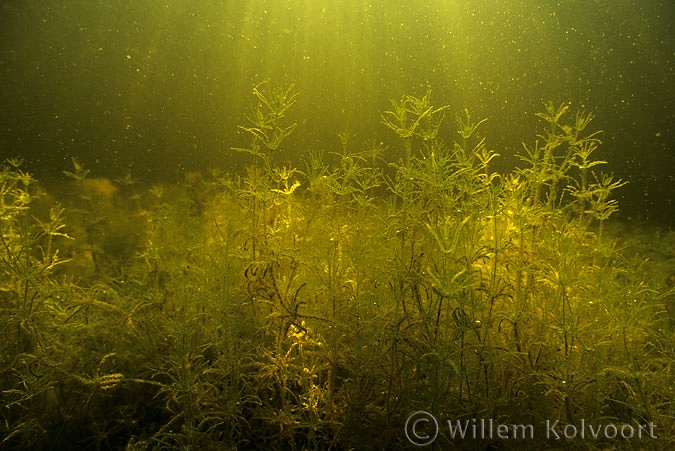 Stonewort